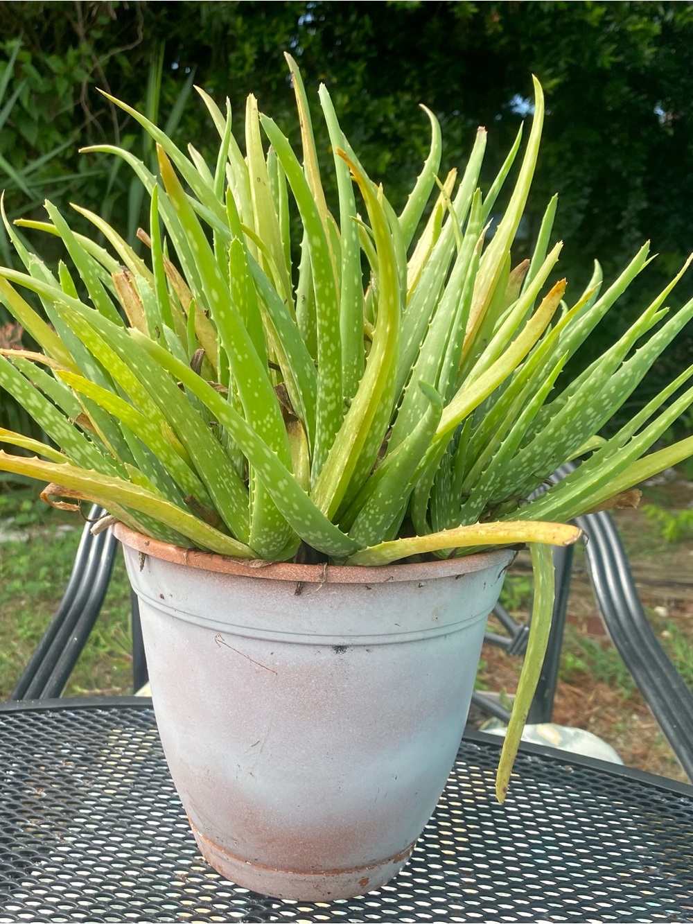 3 Aloe Vera Plants Bare Roots Healthy Organic up to 10” Ready to plant